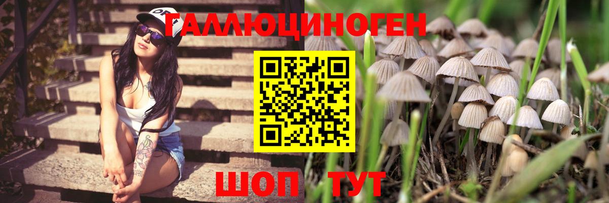Галлюциногенные грибы Psilocybe  Псилоцибиновые грибы Psilocybe  цена наркотик  Ревда  Вход с VPN 